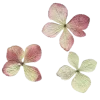 Стикер 17 ᅠ 𔓘 Pingresa