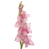 Стикер 36 ᅠ 𔓘 Pingresa