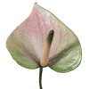 Стикер 19 ᅠ 𔓘 Pingresa