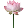Стикер 33 ᅠ 𔓘 Pingresa