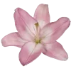 Стикер 22 Pinkii