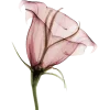 Стикер 2 Pinkii