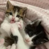 🐈 Эмодзи «໒꒰ྀི∩˃ ᵕ ˂∩꒱ྀི১» для Telegram