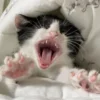 🐱 Эмодзи «໒꒰ྀི∩˃ ᵕ ˂∩꒱ྀི১» для Telegram