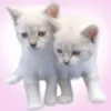 🐈 Эмодзи «໒꒰ྀི∩˃ ᵕ ˂∩꒱ྀི১» для Telegram