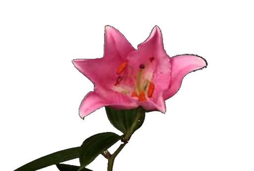 🌸 Стикер «White and Pink» для Telegram