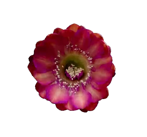 🌸 Стикер «White and Pink» для Telegram