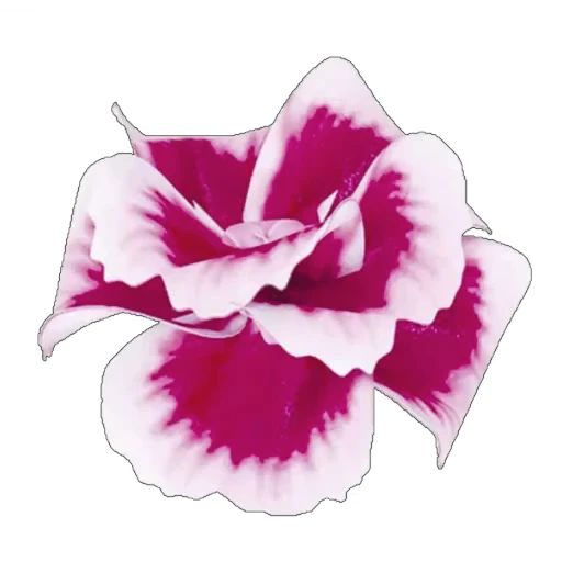 🌸 Стикер «White and Pink» для Telegram
