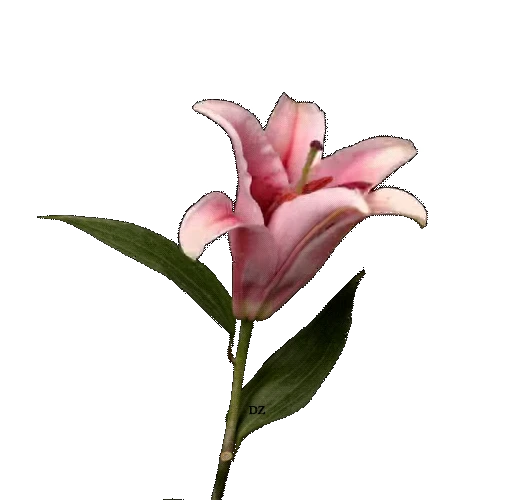 🌸 Стикер «White and Pink» для Telegram