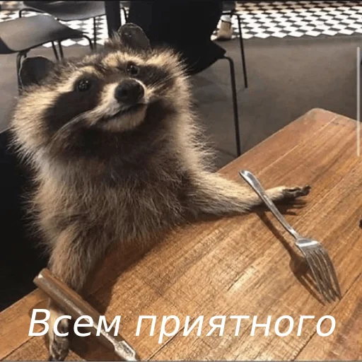 🌭 Стикер «Разрывные еноты» для Telegram
