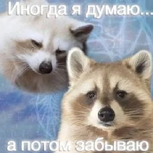 🫥 Стикер «Разрывные еноты» для Telegram