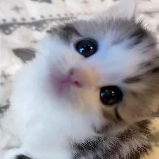 🐈 Стикер «пиола» для Telegram