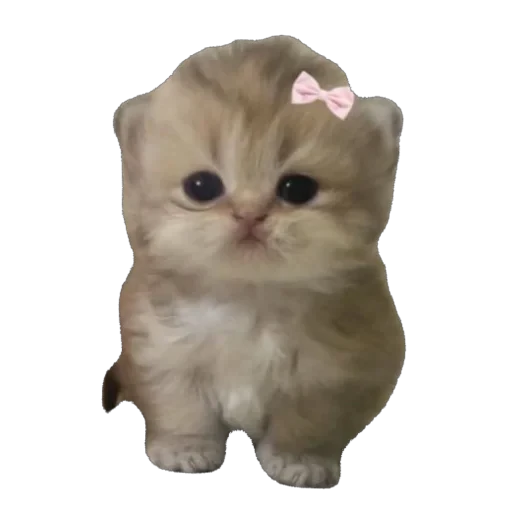 🫥 Стикер «пиола» для Telegram