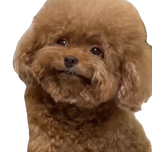 🐶 Стикер «пиола» для Telegram