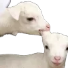 🐏 Эмодзи «» для Telegram