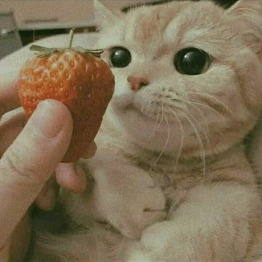 😺 Стикер «Pishi» для Telegram