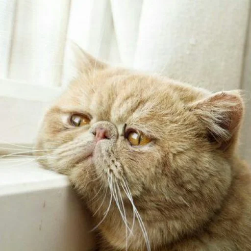 😺 Стикер «Pishi» для Telegram