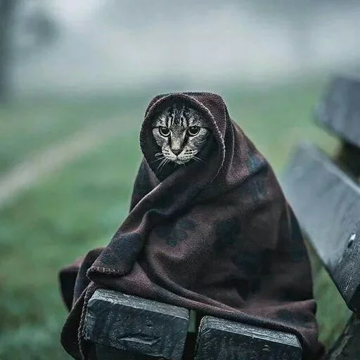 😺 Стикер «Pishi» для Telegram