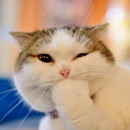 😺 Стикер «Pishi» для Telegram