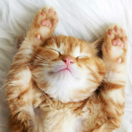 😺 Стикер «Pishi» для Telegram