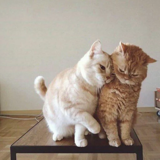 😺 Стикер «Pishi» для Telegram
