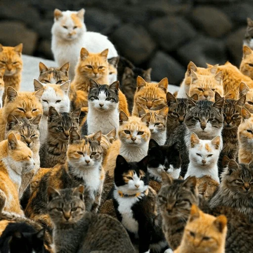 😺 Стикер «Pishi» для Telegram