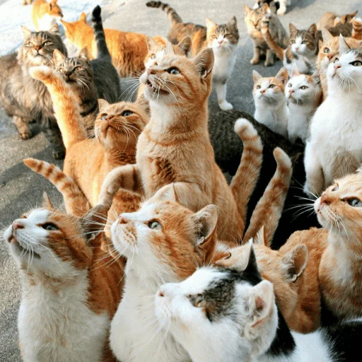 😺 Стикер «Pishi» для Telegram