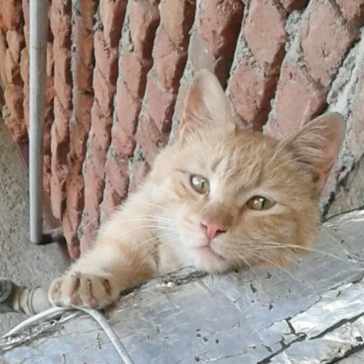 😺 Стикер «Pishi» для Telegram