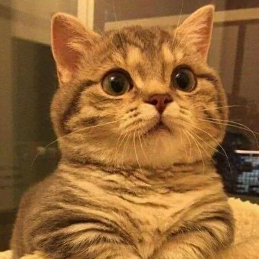 😺 Стикер «Pishi» для Telegram