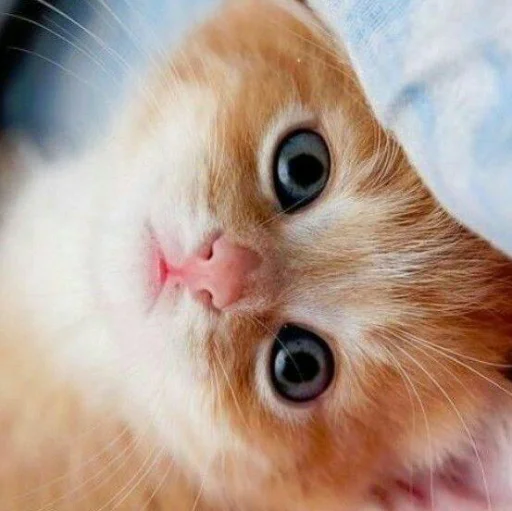 😺 Стикер «Pishi» для Telegram