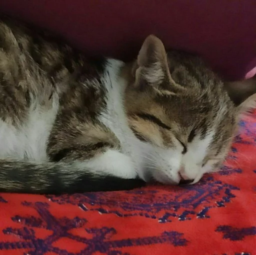 😺 Стикер «Pishi» для Telegram