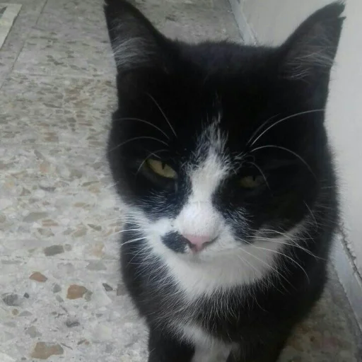 😺 Стикер «Pishi» для Telegram