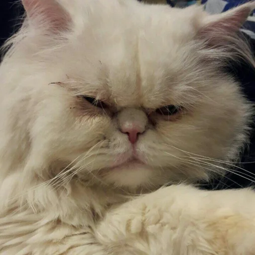 😺 Стикер «Pishi» для Telegram