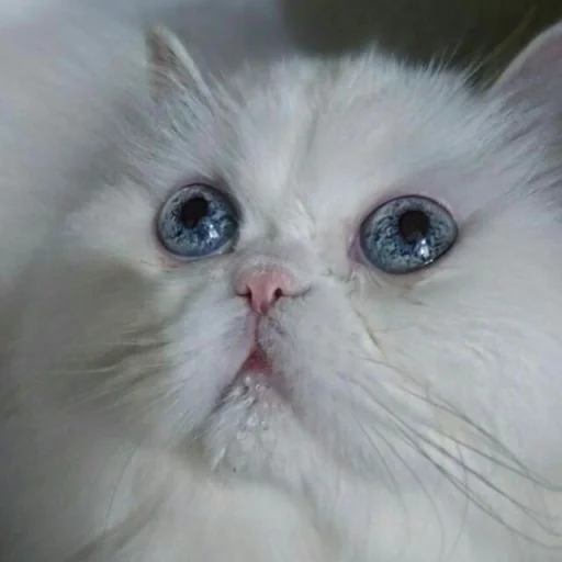😺 Стикер «Pishi» для Telegram