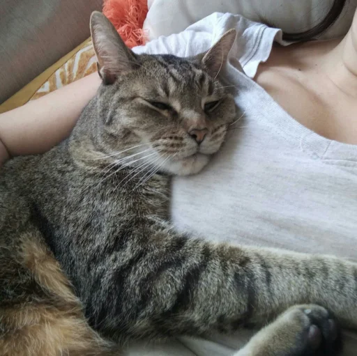 😺 Стикер «Pishi» для Telegram