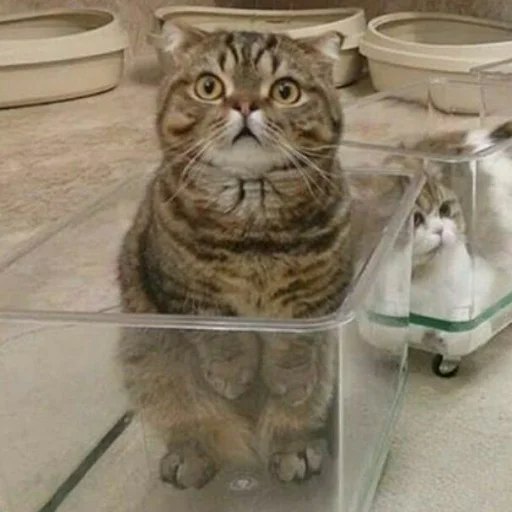 😺 Стикер «Pishi» для Telegram