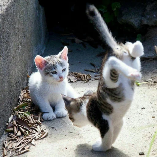 😺 Стикер «Pishi» для Telegram