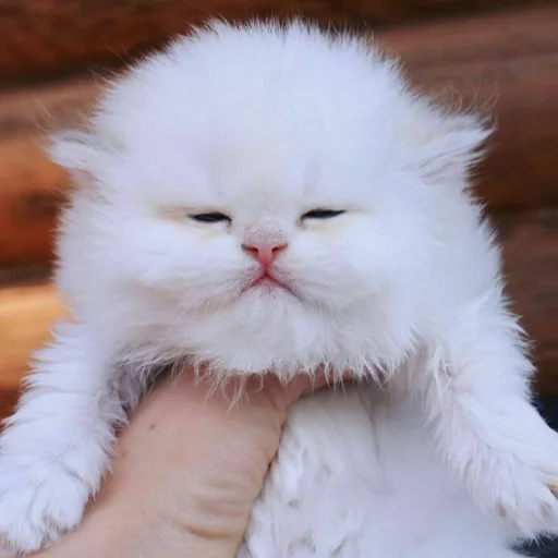 😺 Стикер «Pishi» для Telegram