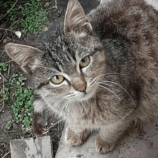 😺 Стикер «Pishi» для Telegram