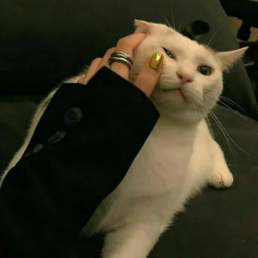 😺 Стикер «Pishi» для Telegram