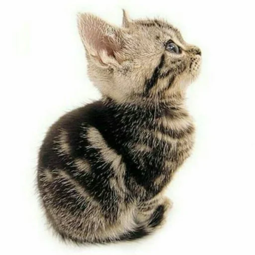 😺 Стикер «Pishi» для Telegram