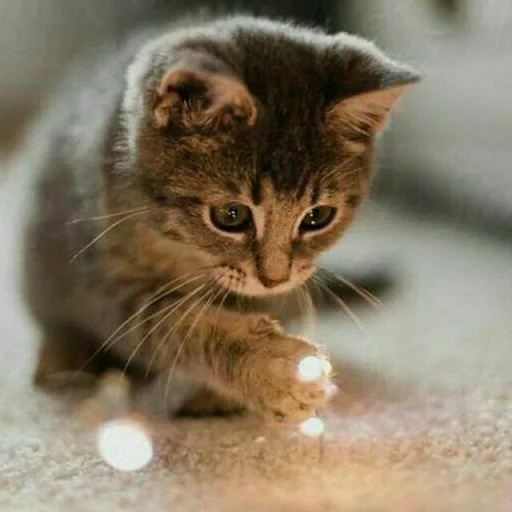 😺 Стикер «Pishi» для Telegram