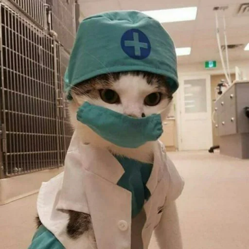 😺 Стикер «Pishi» для Telegram