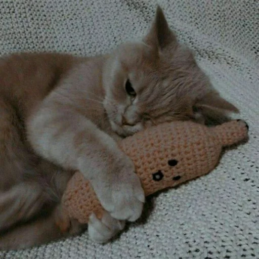 😺 Стикер «Pishi» для Telegram