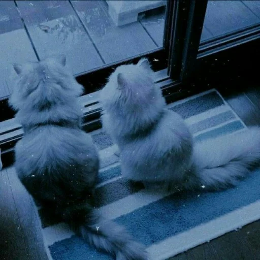 😺 Стикер «Pishi» для Telegram