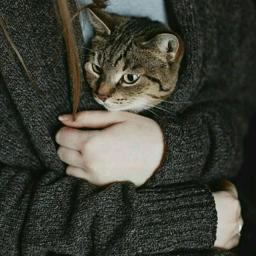 😺 Стикер «Pishi» для Telegram