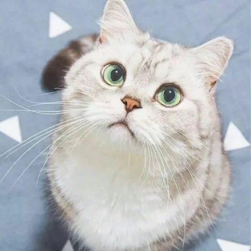 😺 Стикер «Pishi» для Telegram