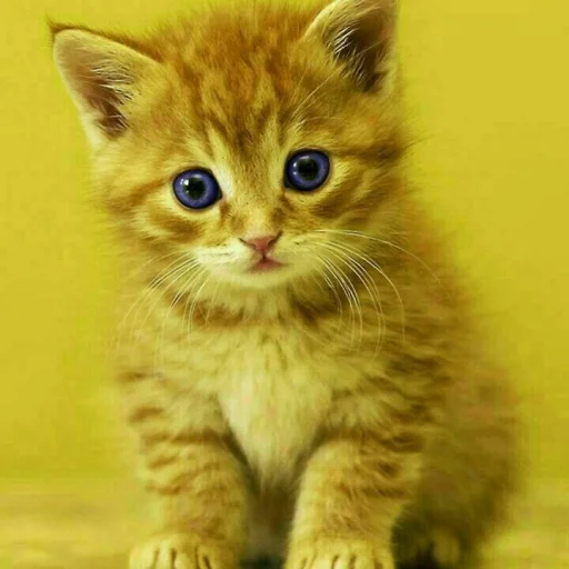 😺 Стикер «Pishi» для Telegram