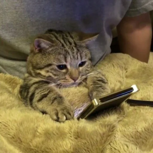 😺 Стикер «Pishi» для Telegram