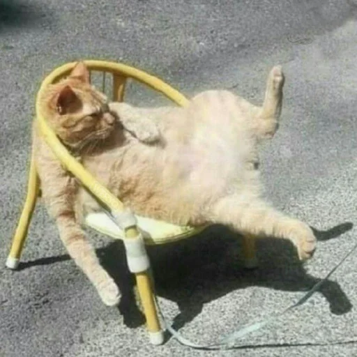 😺 Стикер «Pishi» для Telegram
